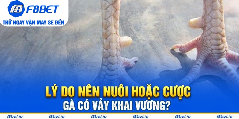 Lý do kê thủ nên nuôi hoặc cược gà có vảy khai vương?